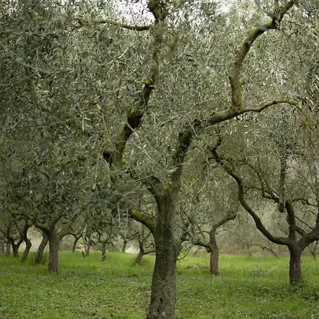​la Quercia Del Cavaliere Agriturismo Tim Bed and breakfast
